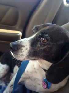 Daisy