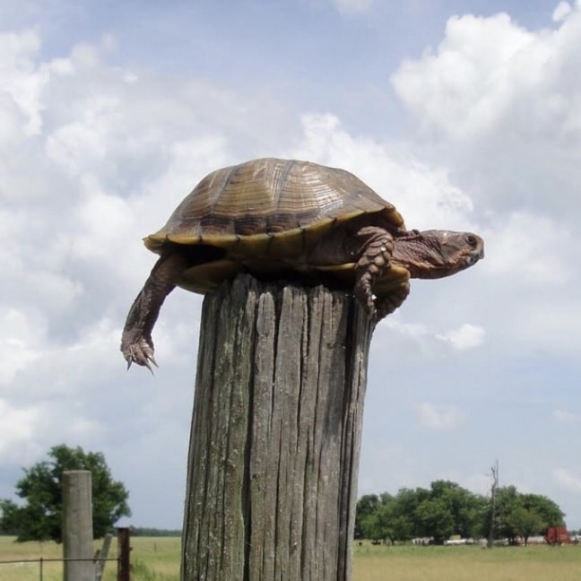 The Turtle On The Fence Post - For God's Glory Alone Ministries